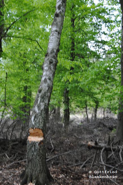 DSC_0095.JPG