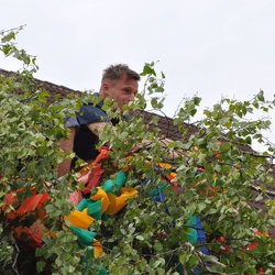 23.05.2015 Königsmaien stellen